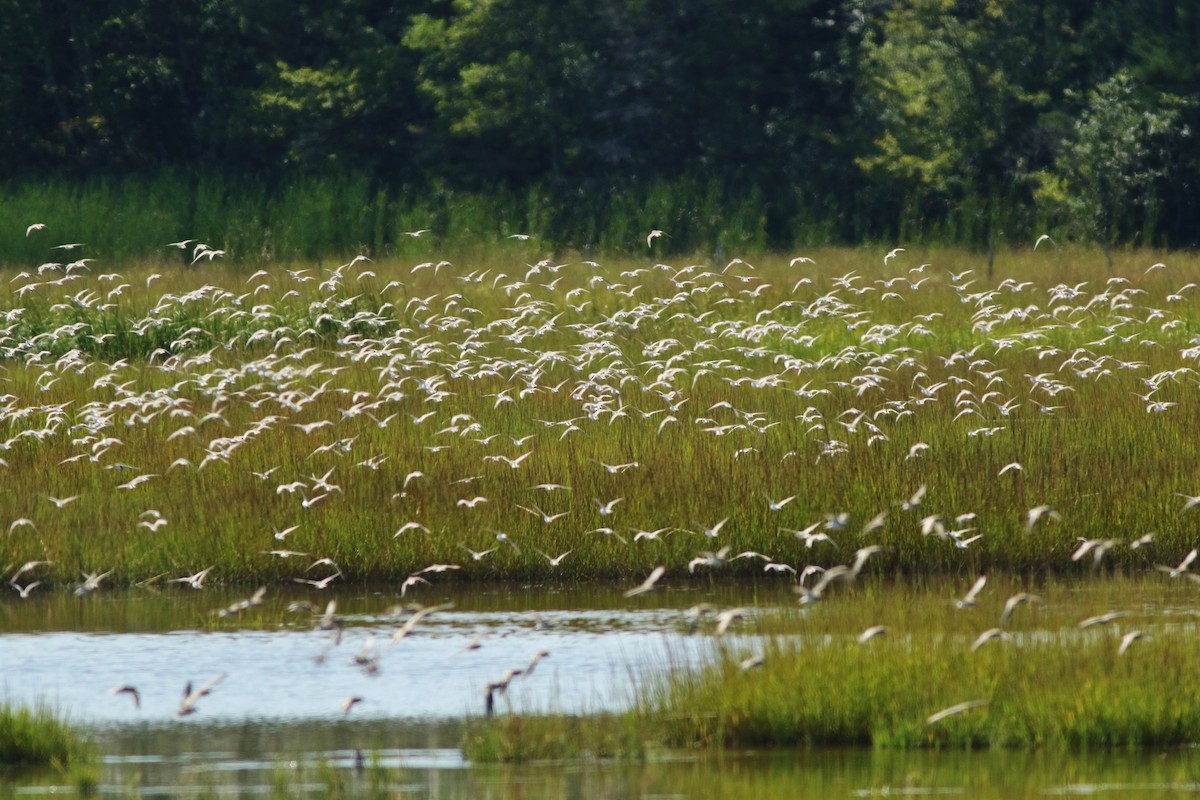 Semipalmated Sandpiper - ML608362582