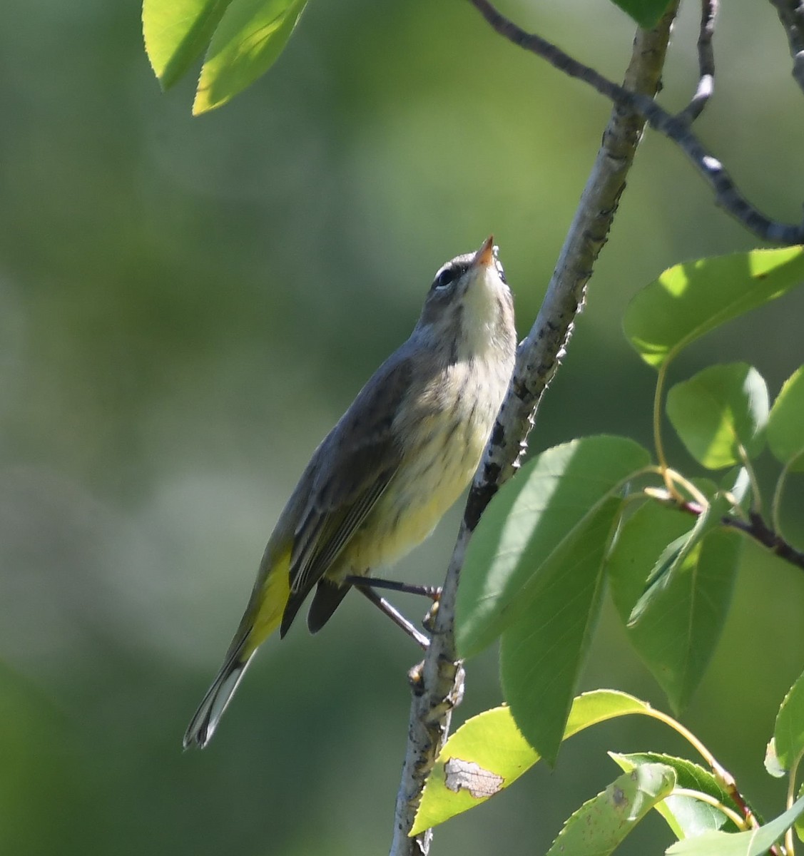 Palmiye Ötleğeni - ML608362602