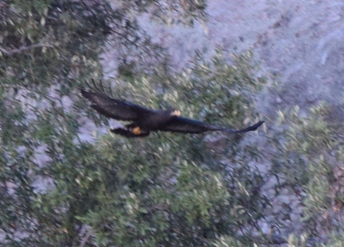 Common Black Hawk - ML608362603