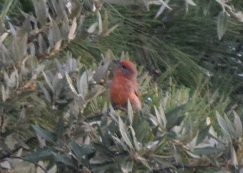 Hepatic Tanager (Northern) - ML608362611