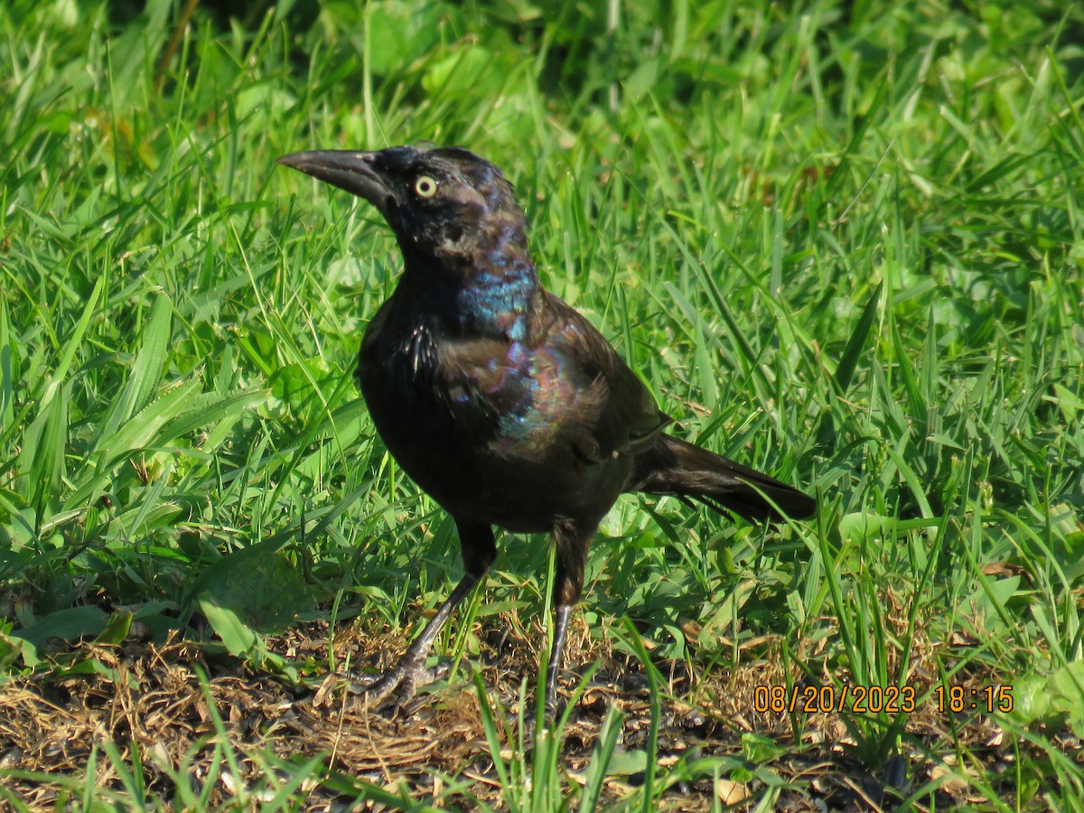 Common Grackle - ML608362626