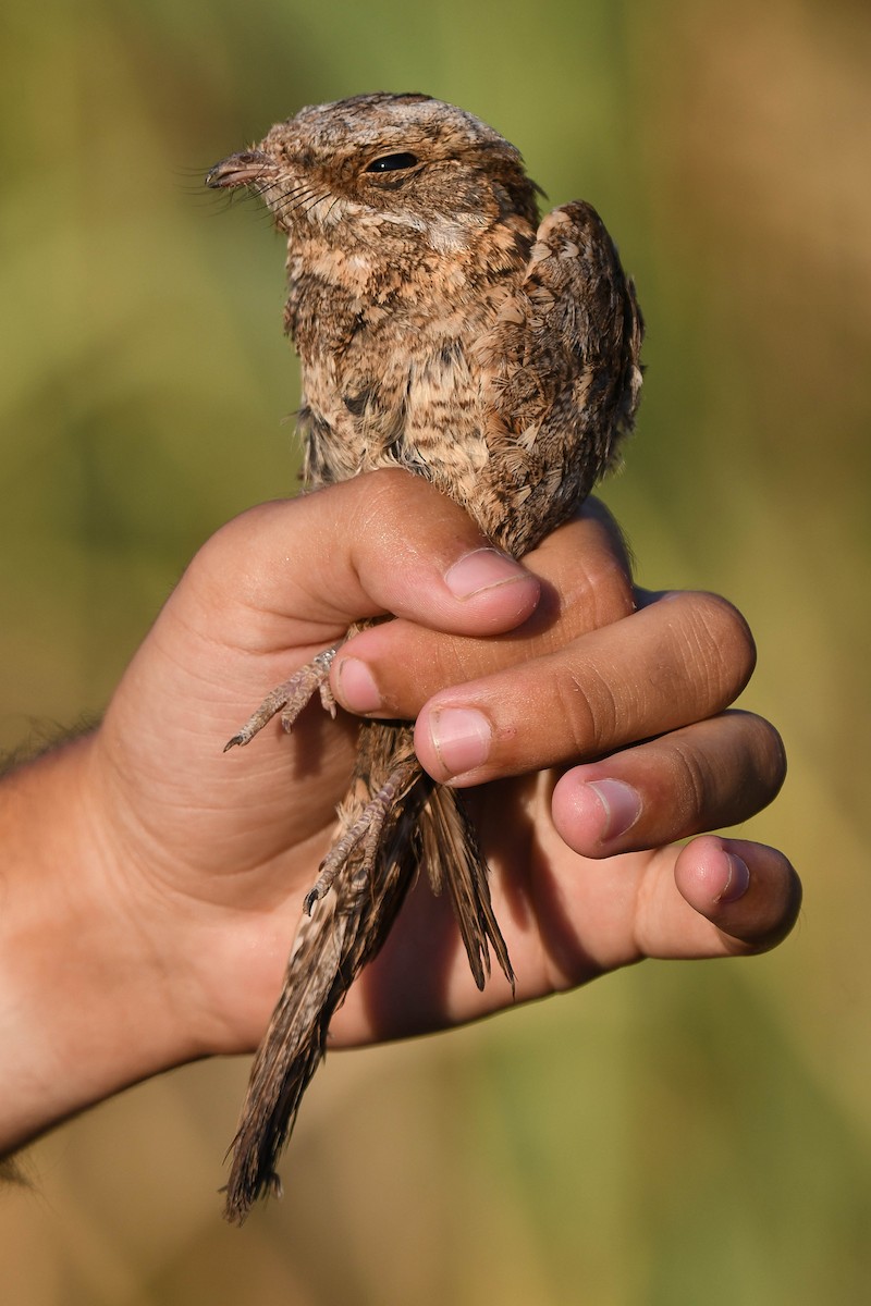 Nubian Nightjar (Nubian) - ML608362636