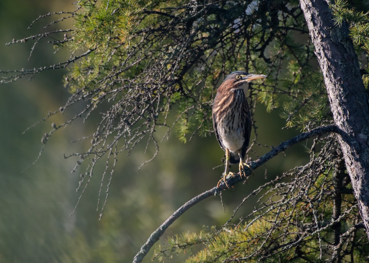 Green Heron - ML608362642