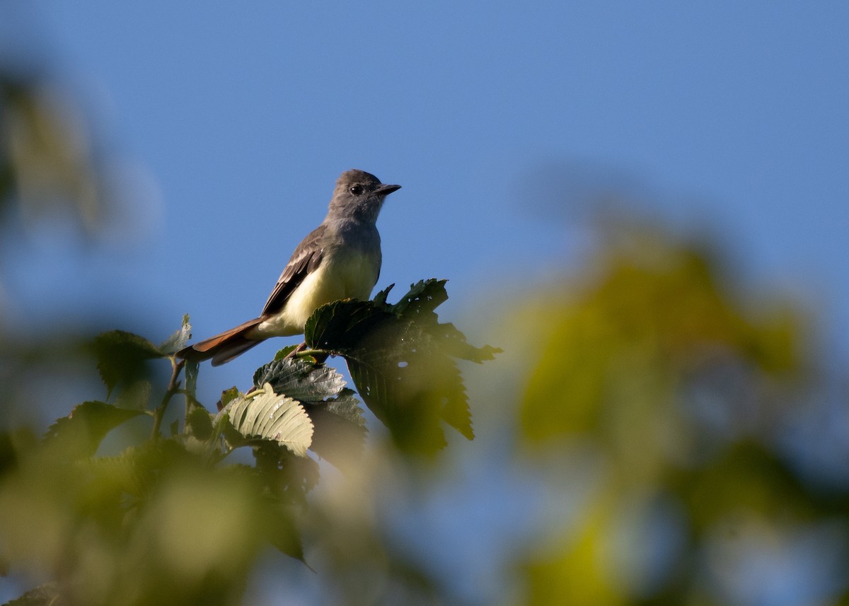 Great Crested Flycatcher - ML608362682