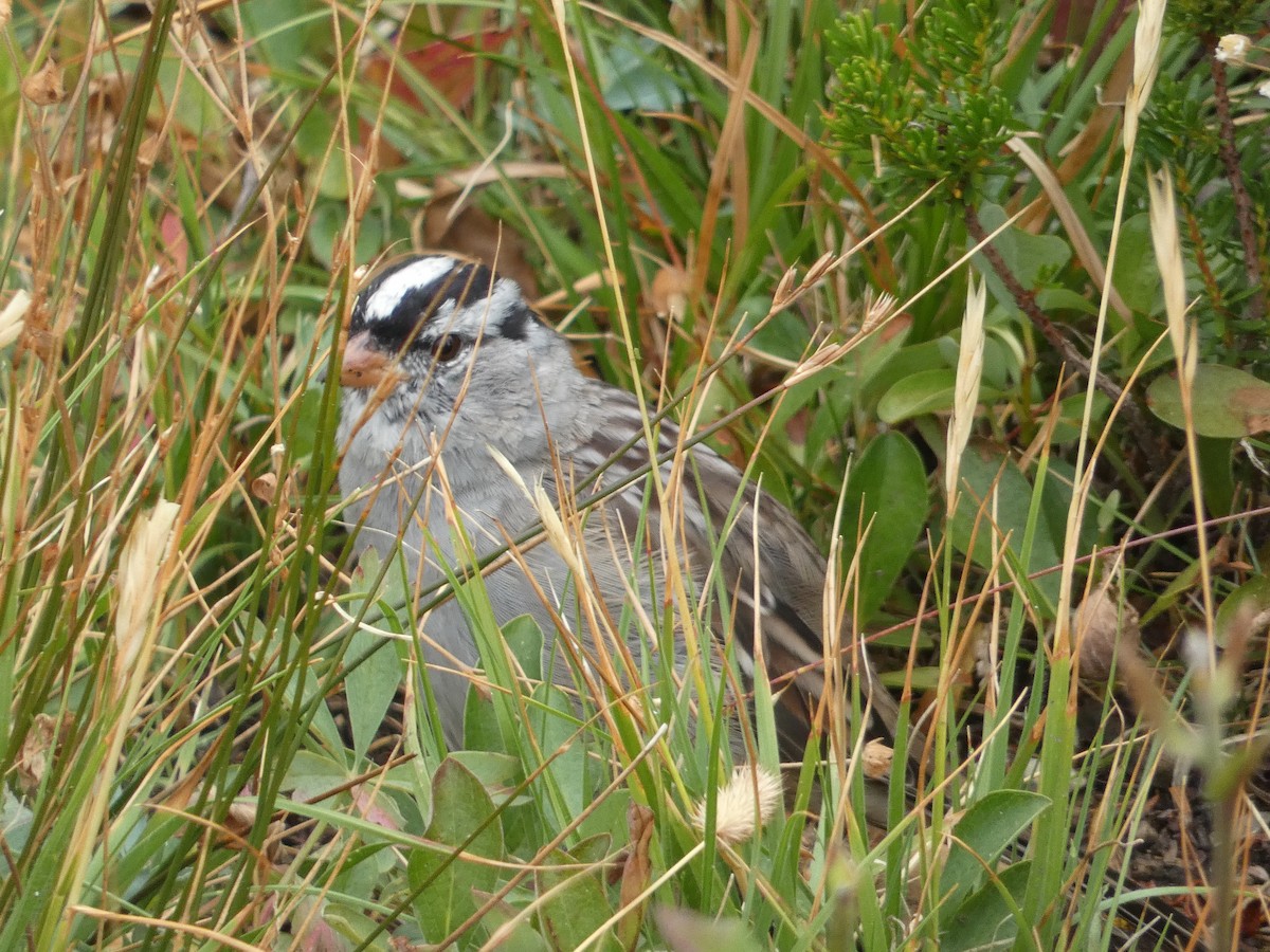 White-crowned Sparrow - Al Guarente