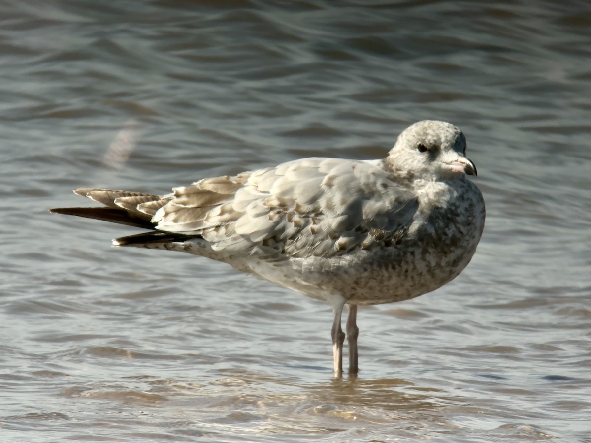 Ring-billed Gull - ML608362751