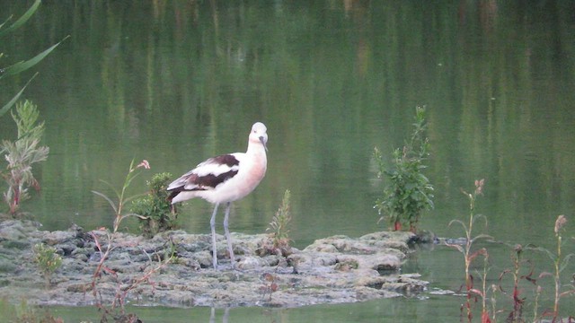 Avocette d'Amérique - ML608362828