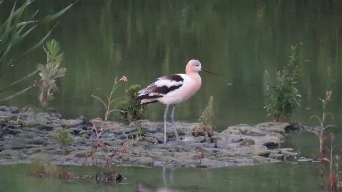 Avoceta Americana - ML608362830