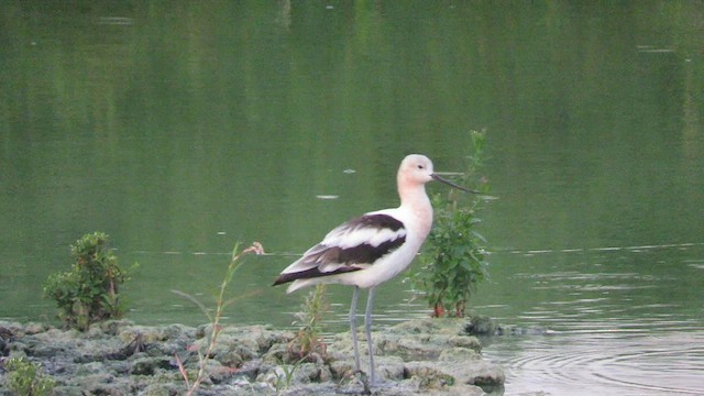 Avocette d'Amérique - ML608362831