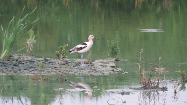 Avoceta Americana - ML608362833