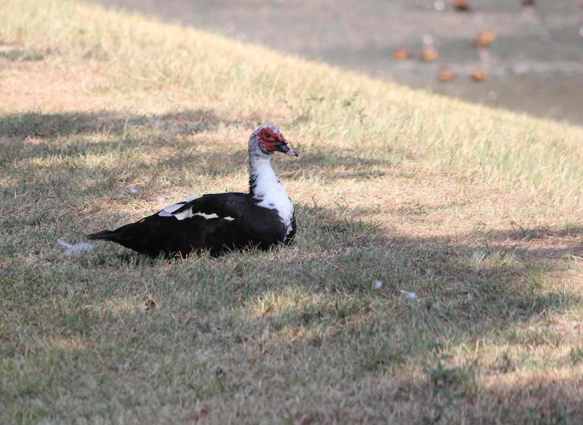 Muscovy Duck (Domestic type) - ML608362867