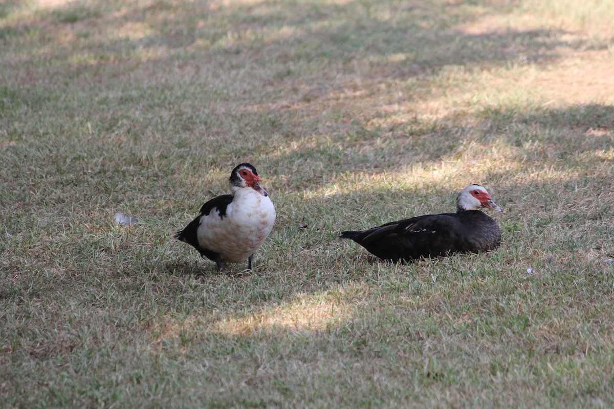 Muscovy Duck (Domestic type) - ML608362868