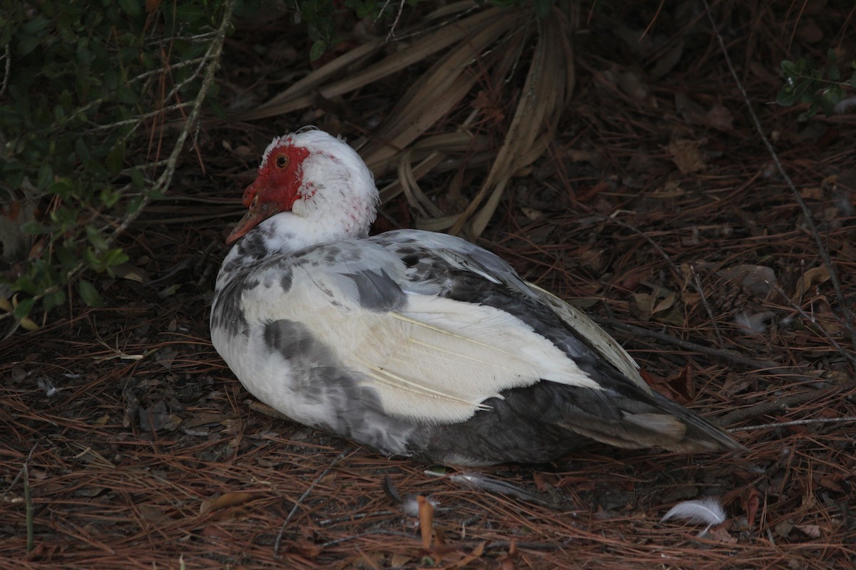 Muscovy Duck (Domestic type) - ML608362869