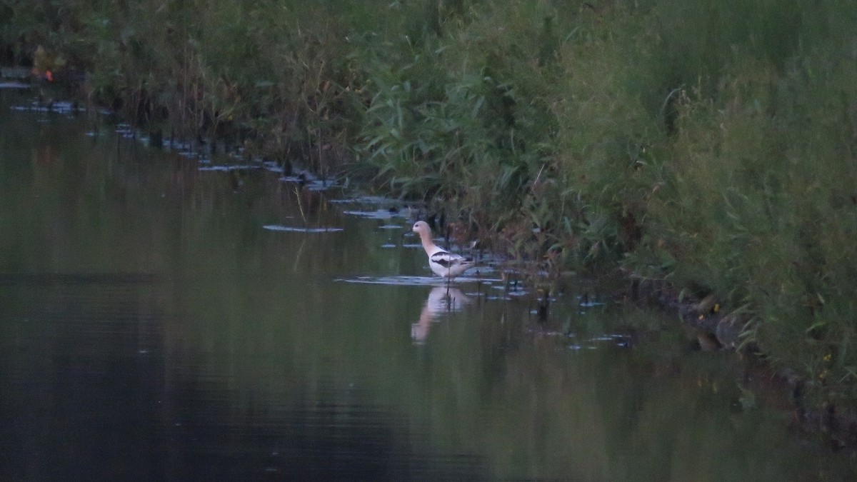 Avocette d'Amérique - ML608362929