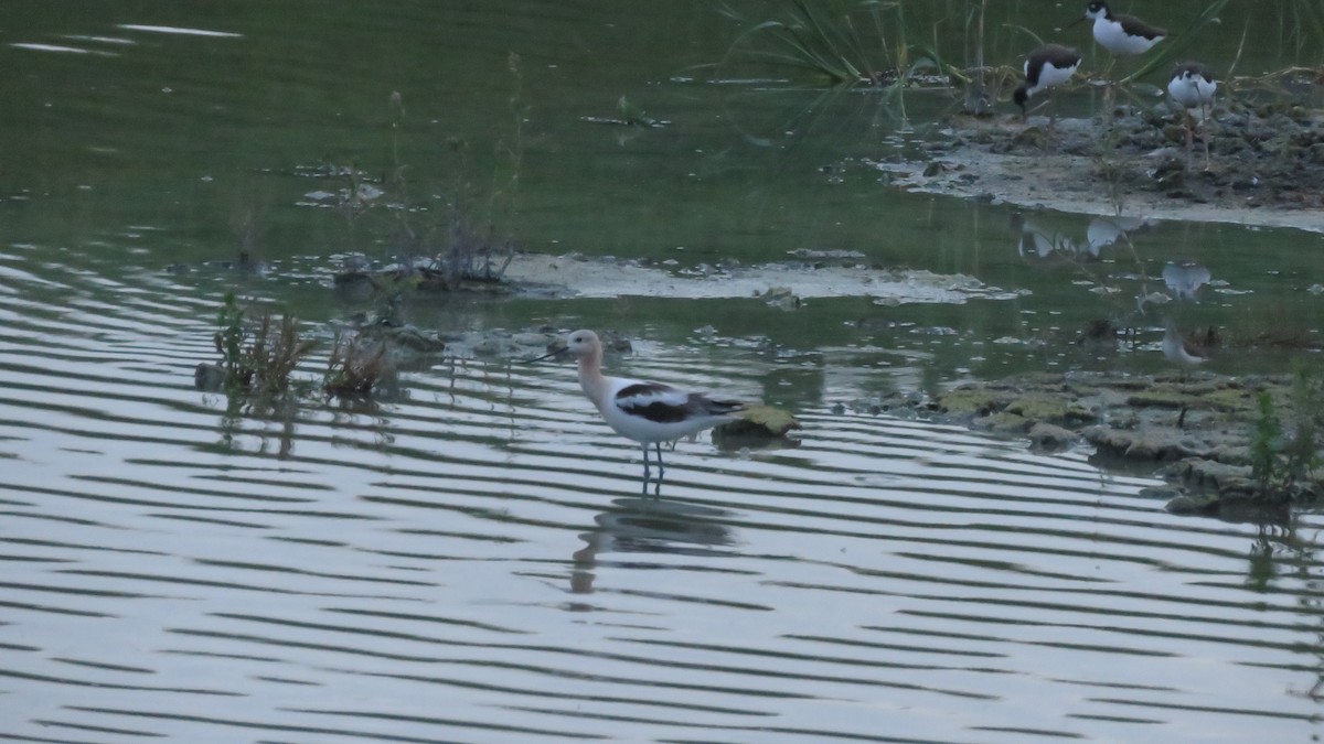 Avocette d'Amérique - ML608362930