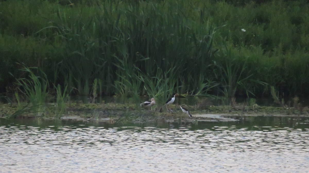 Avoceta Americana - ML608362933