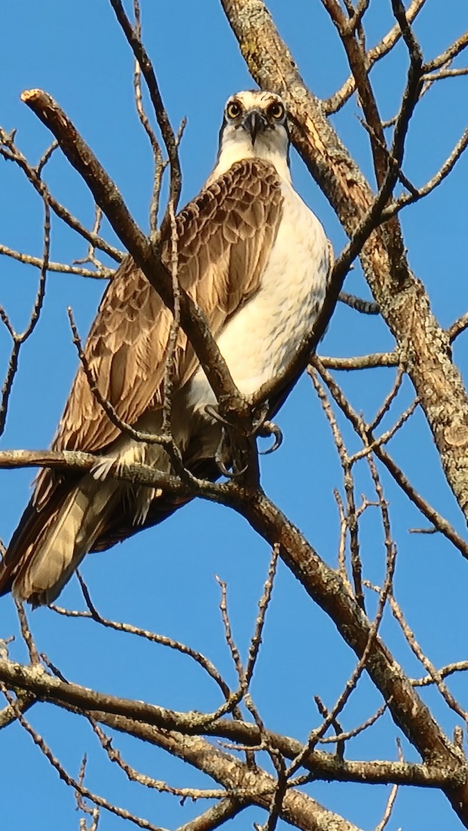 Osprey - Anonymous