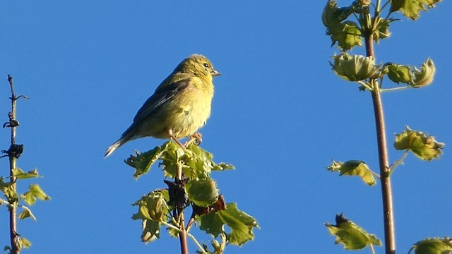 American Goldfinch - ML608363004