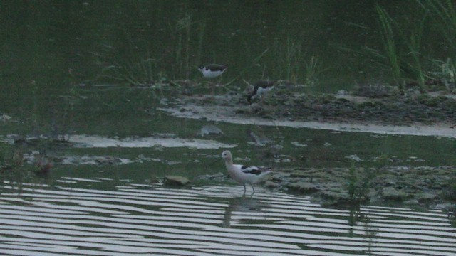 American Avocet - ML608363006