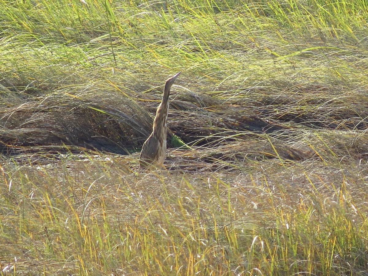 American Bittern - Chris Dale