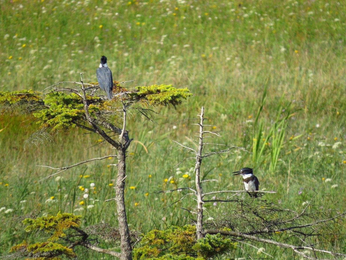 Belted Kingfisher - ML608363089