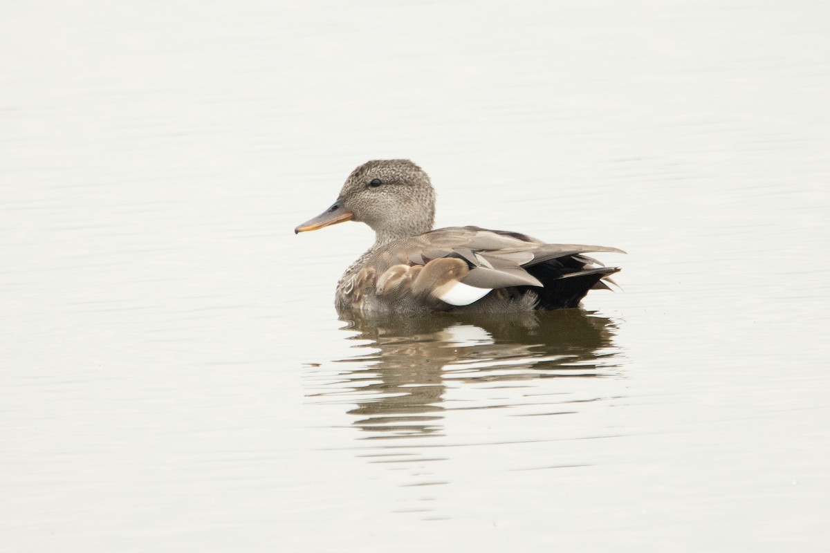 Gadwall - Letty Roedolf Groenenboom