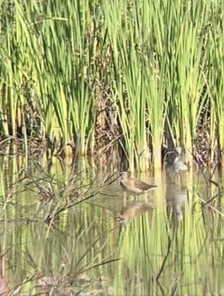 Short-billed Dowitcher - ML608363277