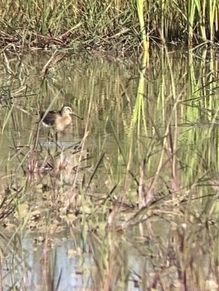 Short-billed Dowitcher - ML608363278