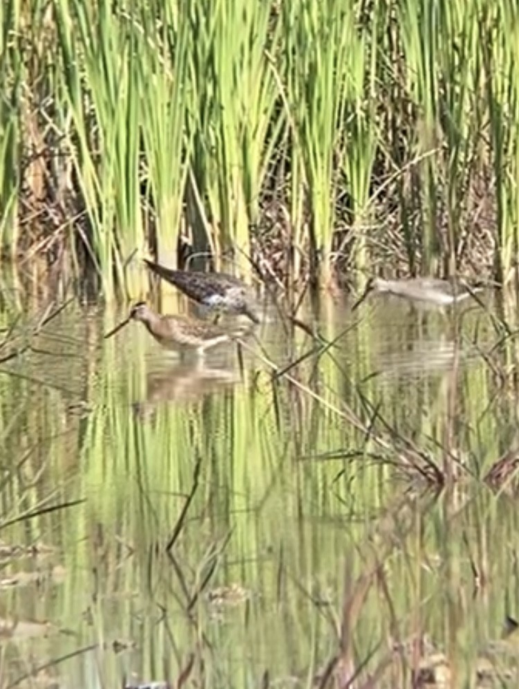 Short-billed Dowitcher - ML608363279