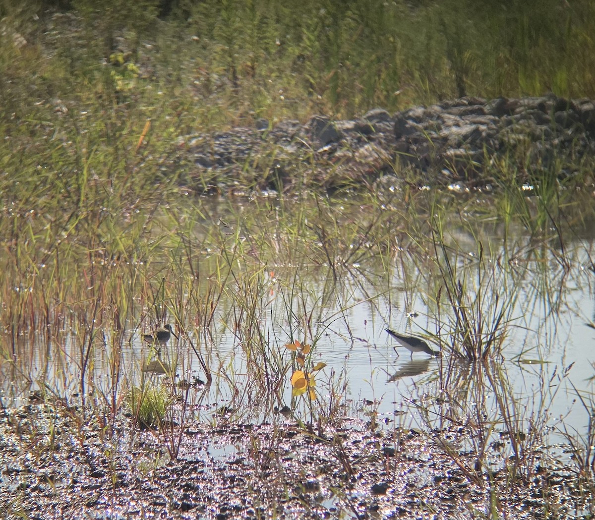 Short-billed Dowitcher - ML608363280