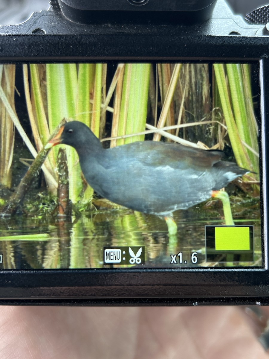 Gallinule d'Amérique - ML608363333