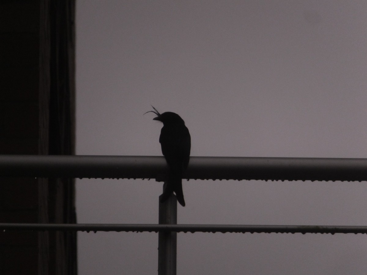 Crested Drongo - ML608363394