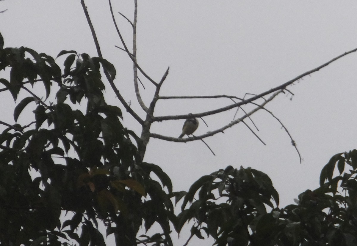 Madagascar Wagtail - ML608363404