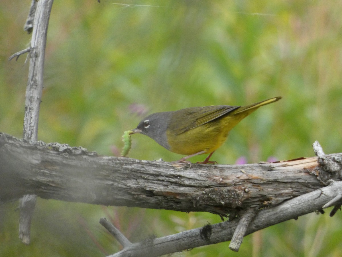 MacGillivray's Warbler - ML608363472