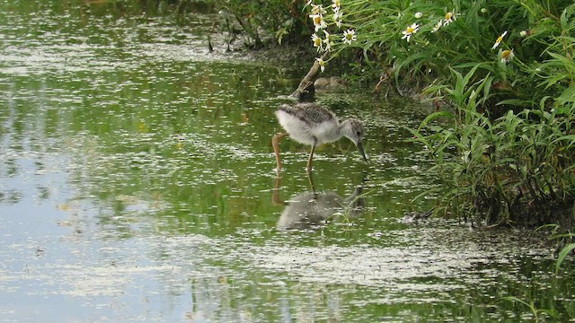 Black-necked Stilt - ML608363487