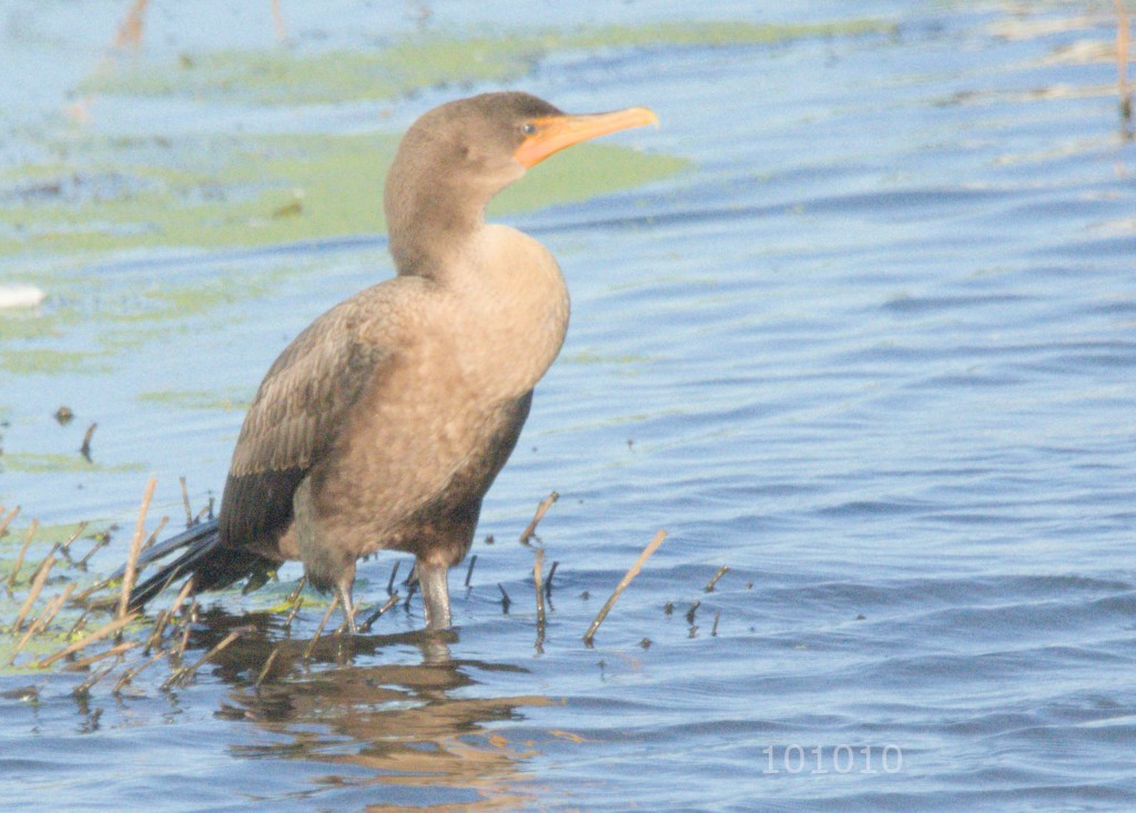 Double-crested Cormorant - ML608363538