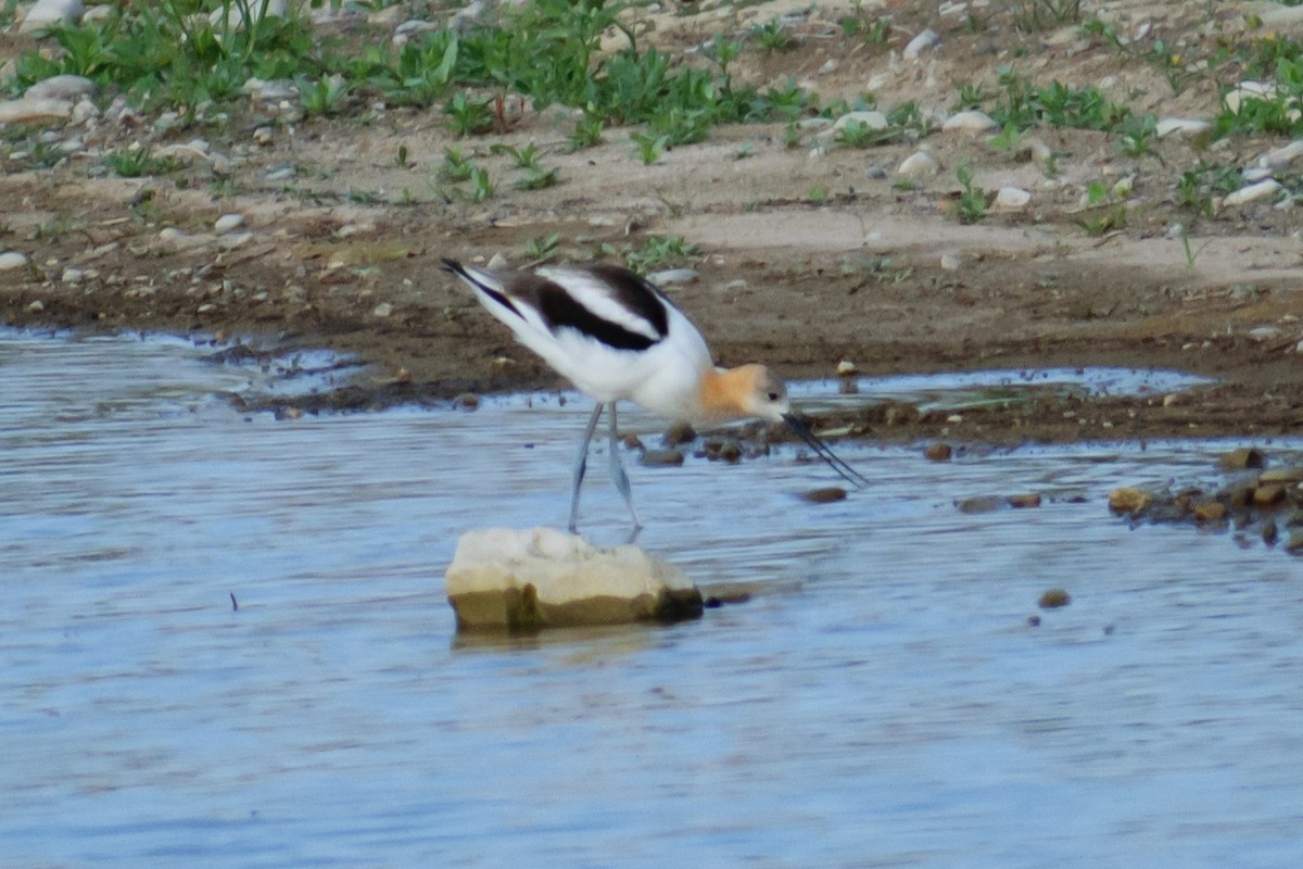 Avoceta Americana - ML608363571