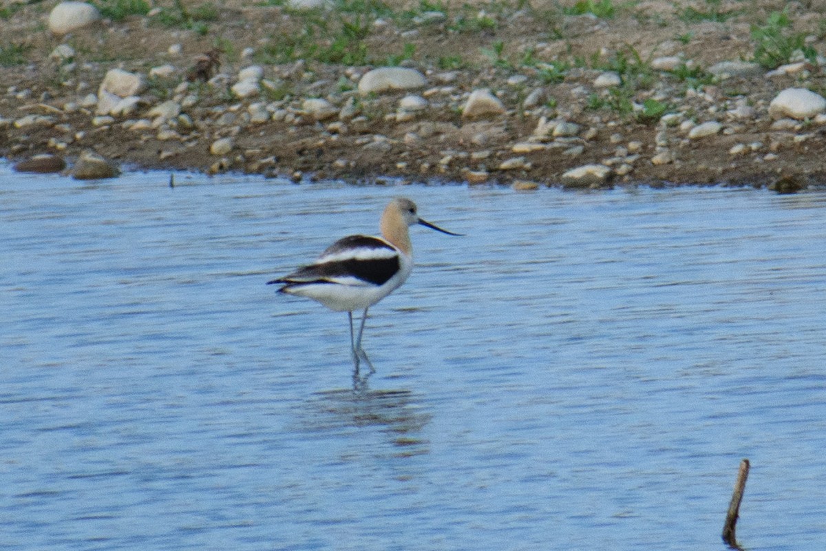 Avoceta Americana - ML608363572