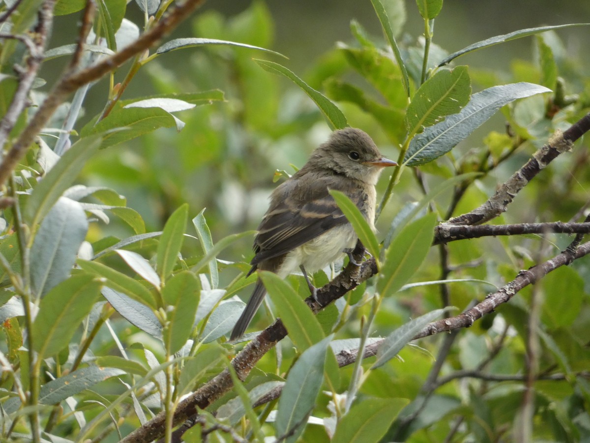 Least Flycatcher - Al Guarente