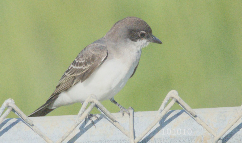 Eastern Kingbird - ML608363626