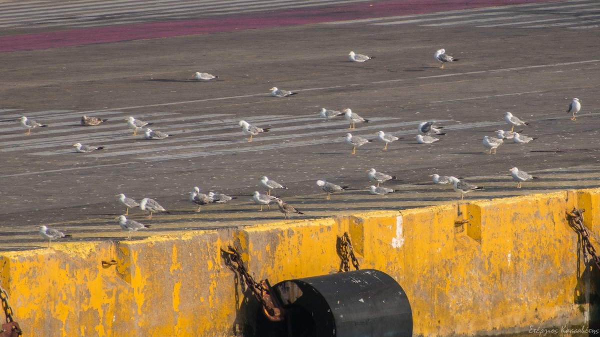 Yellow-legged Gull - Stergios Kassavetis