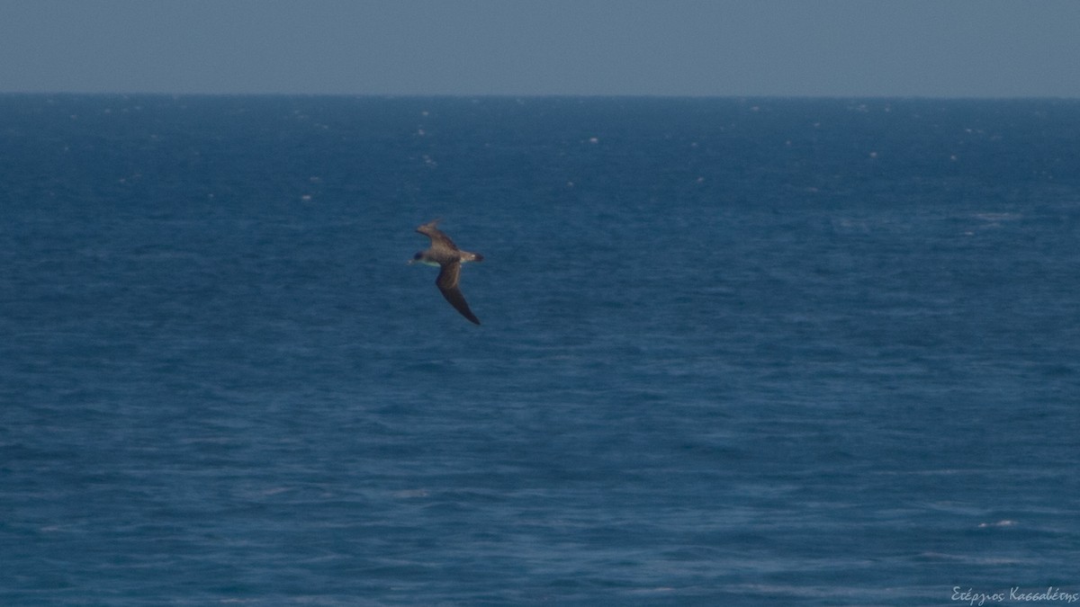 Cory's Shearwater - ML608363691