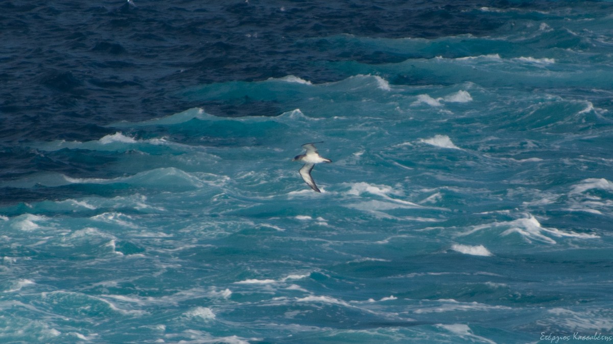 Cory's Shearwater - ML608363692