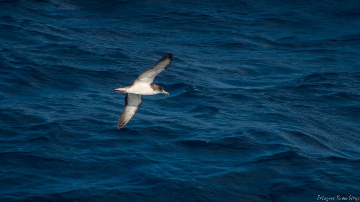 Cory's Shearwater - ML608363694