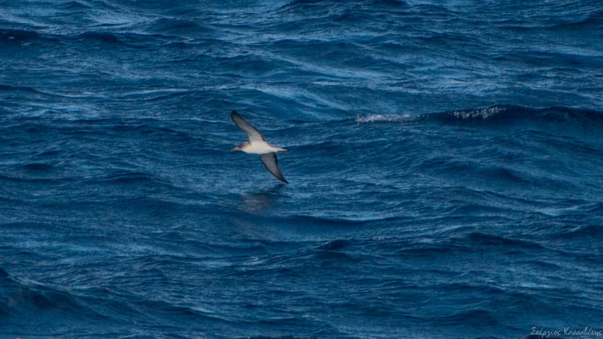 Cory's Shearwater - ML608363695