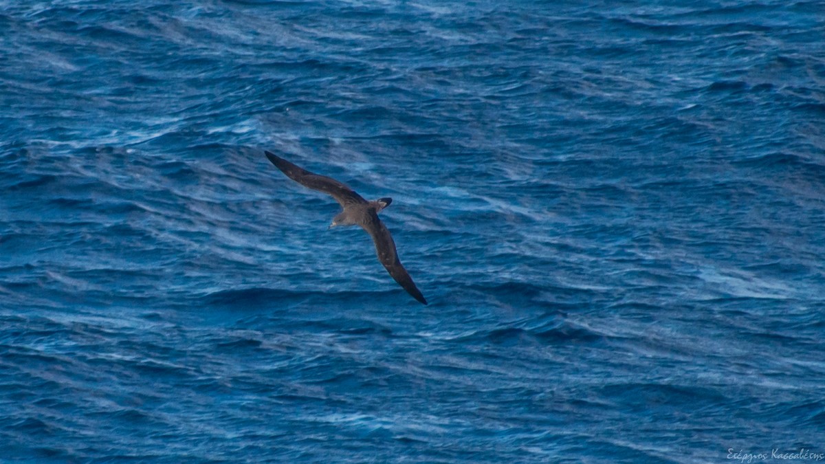 Cory's Shearwater - Stergios Kassavetis