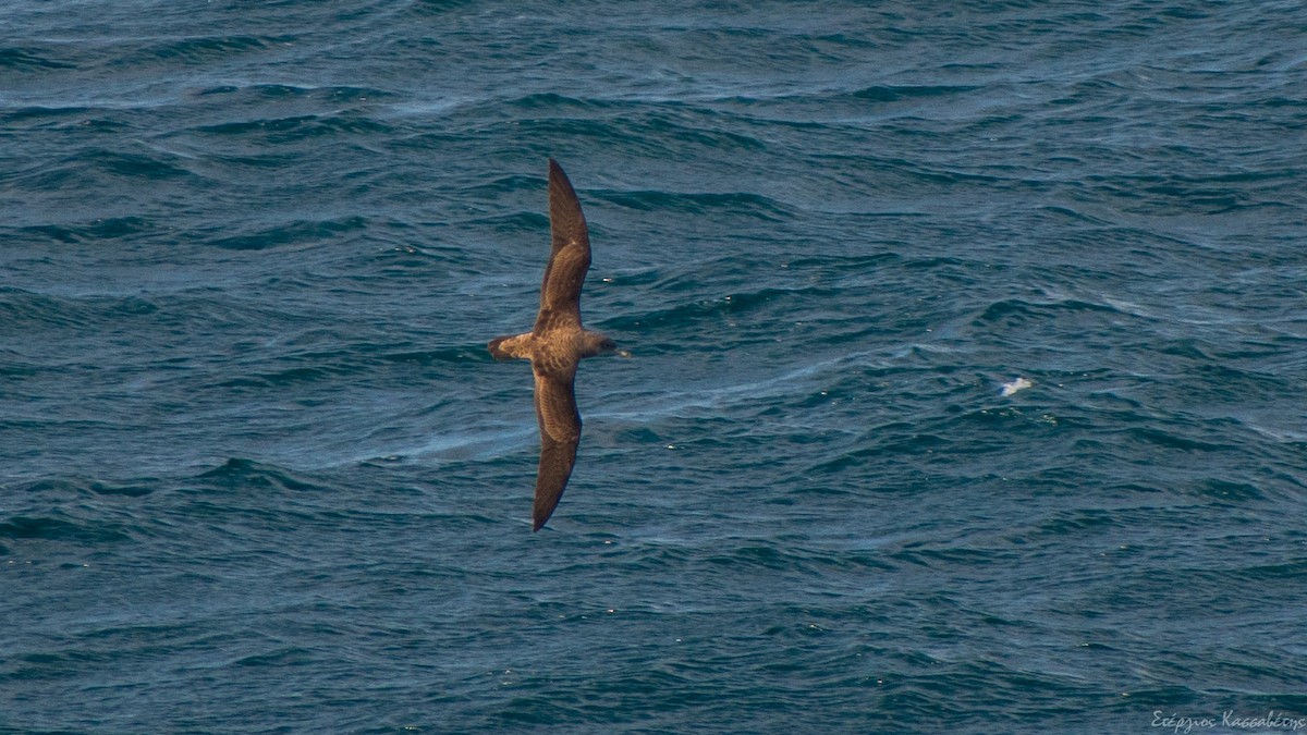 Cory's Shearwater - Stergios Kassavetis