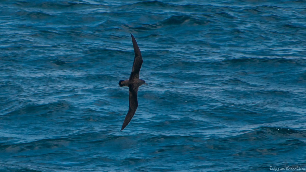 Cory's Shearwater - ML608363699