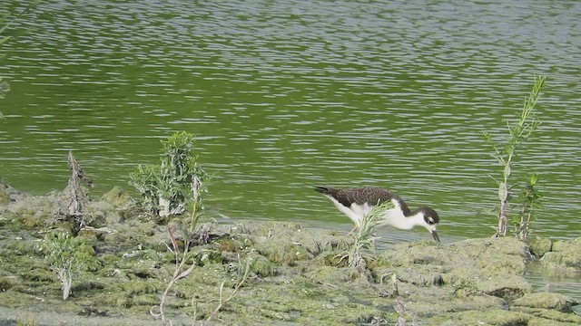 Schwarznacken-Stelzenläufer - ML608363715