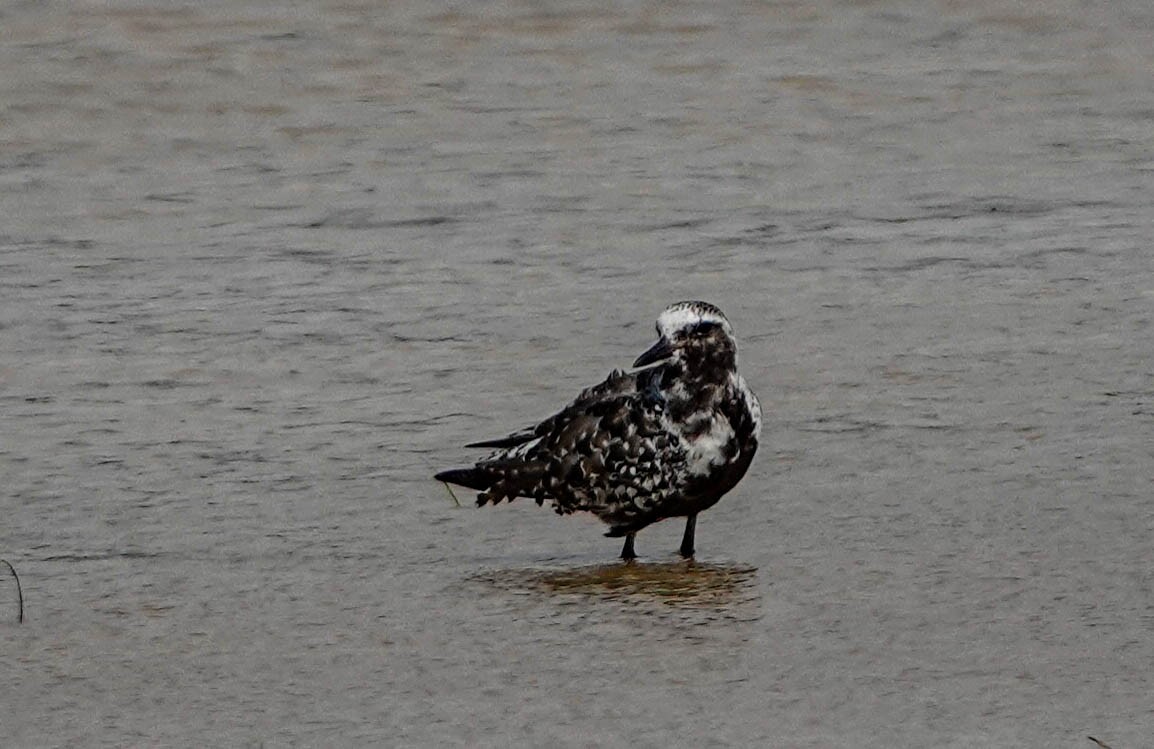 Black-bellied Plover - ML608363723